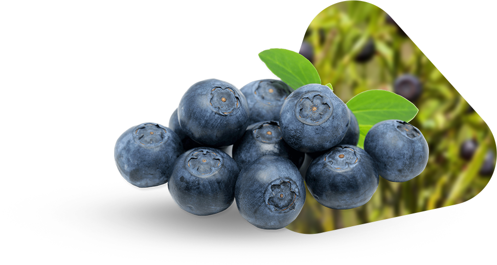 arandanos