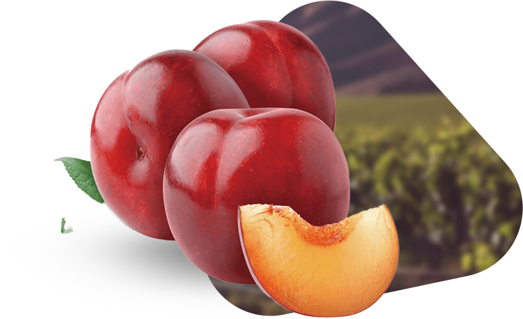 ciruela
