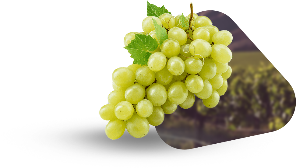 uvas